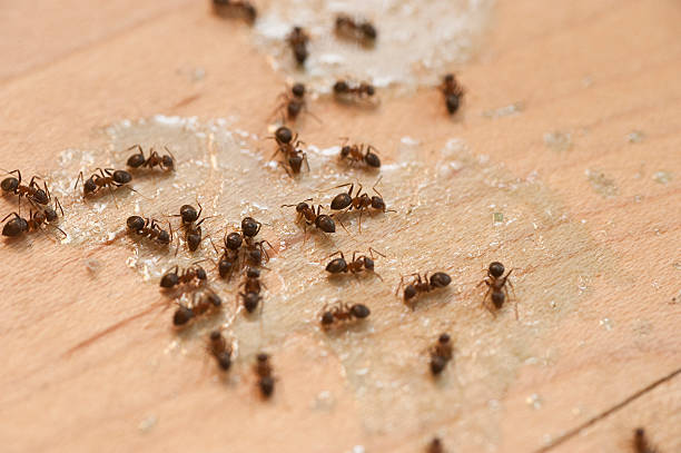 Best Insect Control  in Watergate, FL
