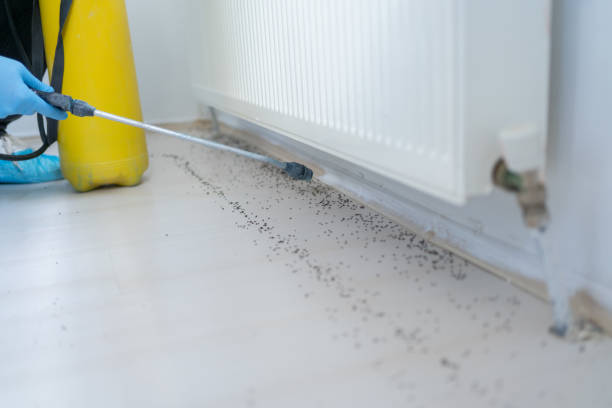 Best Termite Control Services  in Watergate, FL